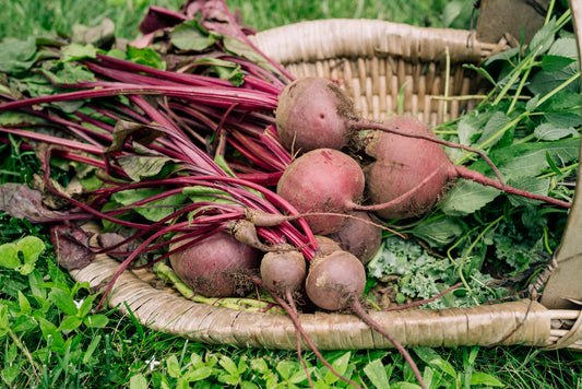 BEETS 25 LB BAG