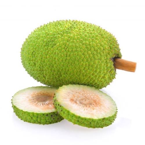 BREAD FRUIT
